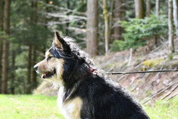 Sitzender Hund vor Wald