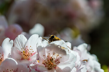 Macro image of a honey bee on cherry blossom