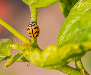 A Lady bug on a plan