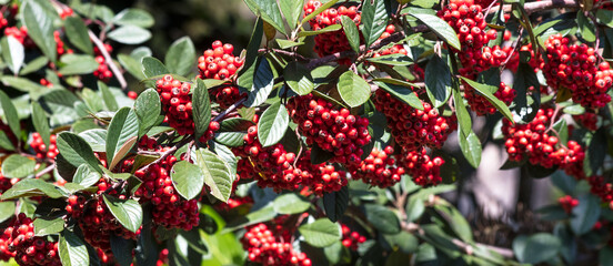 Branch with red mastic fruits.