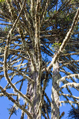 Trunk and branches of Araucaria pine.