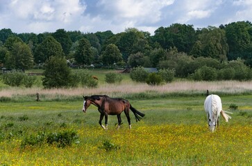 Obraz premium Beautiful horses grazing in a meadow with a forest in the background