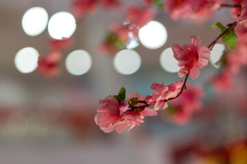 Close-up shot of plum blossom growing in a blurry background.