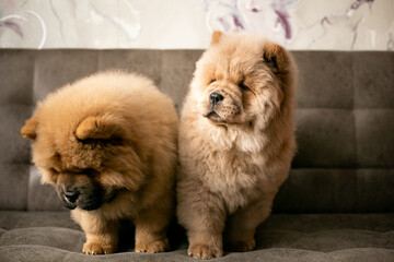 two chow chow puppies are sitting on the couch. Purebred red dog chow-chow