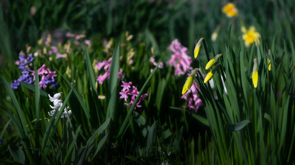 Narcissus buds on a bright lawn in the garden.Panorama of the spring flower garden.