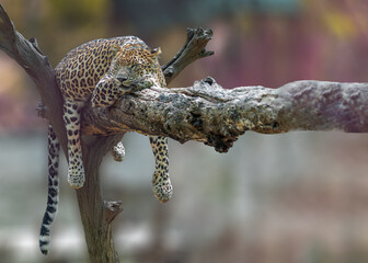 Leopard resting on a wood