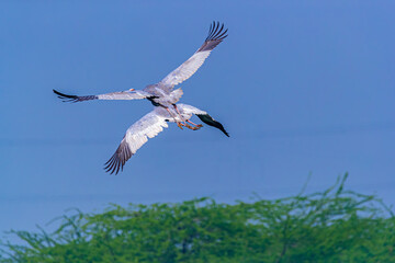 Obraz premium A sarus Crane in Air