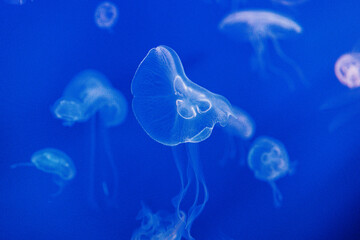 jellyfish in the water