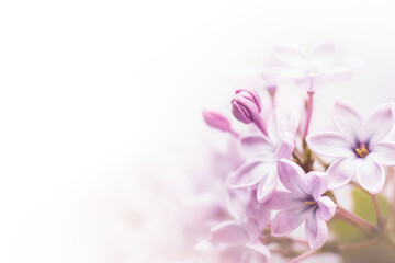 Soft focus image of lilac flowers on white background. AI generated
