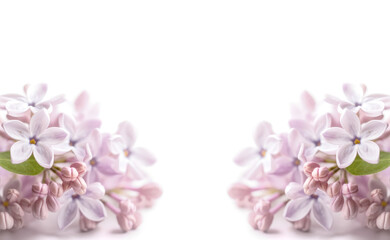 Fototapeta na wymiar Soft focus image of lilac flowers on white background. AI generated