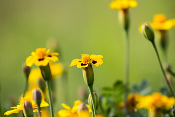 Flowers in garden. Flowers in spring.