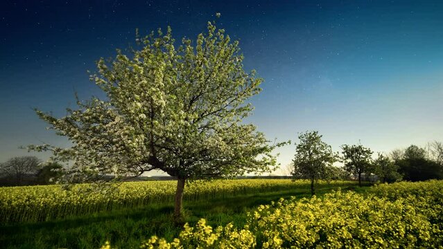 Night to day time lapse showing a scenic rural landscape with the sun rising behind a blossoming tree on a meadow and canola field  
