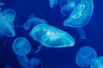 jelly fish in the blue water