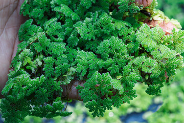Azolla microphylla Used an ingredient in animal feed  or as compost