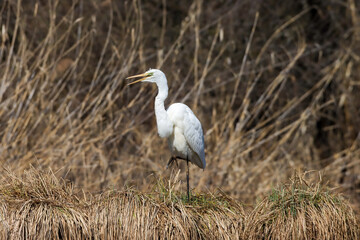 Selective focus shot of a Great egret on a hay