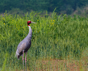 A Sarus Crane in a Paddy field