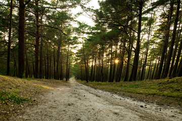 Fototapeta na wymiar Morning Sunlight in Pinewood Forest. Trail, Forest Path in Background. Beautiful Morning Landscape View. Lithuania