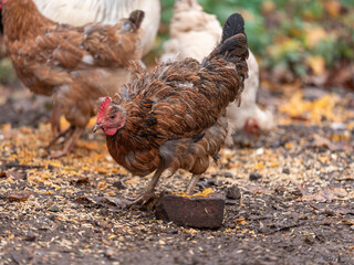 Free Range Chickens Enjoying the Afternoon and Eating Grain. Chickens on traditional free range poultry farm. A group of free range chickens feed in a field