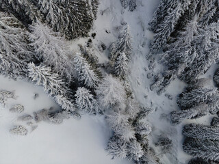 Snow White trees in winter