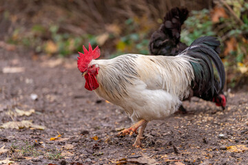 Colorful Rooster in the Farm. Autumn leaves in Foreground and Blurry Background. Red Jungle Fowl, Natural Light During the Day. Portrait. Rooster Going to Crow.