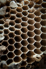 Gros plan d'alvéoles de nid d'abeilles
