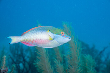 Fototapeta na wymiar Redband parrotfish swimming in reef