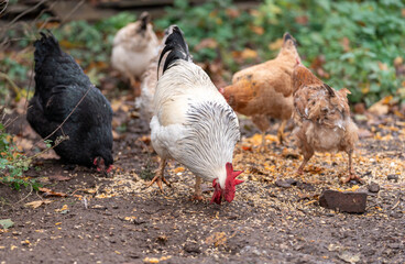 Colorful Rooster in the Farm. Autumn leaves in Foreground and Blurry Background. Red Jungle Fowl, Natural Light During the Day. Portrait. Rooster Going to Crow.