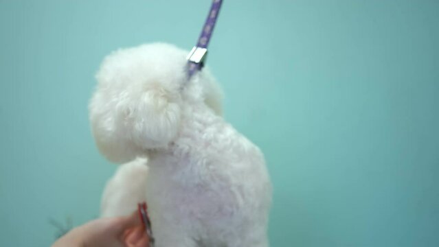 Dog grooming salon. A female groomer dries a white Bichon Frize dog with a hair dryer after bathing. grooming dog haircut