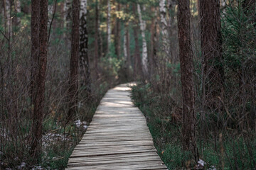 Forest in Winter and Empty Wooden Path. No People. Selective focus, very shallow depth of field