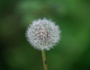 Fototapeta premium Wild Dandelion. Beautiful Macro Photo Shoot with Clear Green Background