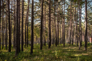 Fototapeta premium Pine Forest with Path. Sunlight and Shadows on Moss.