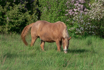 Obraz premium Horse with long mane is eating grass in the field. Rural area in Lithuania.