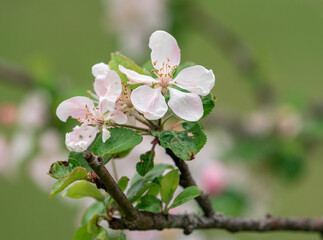 Blooming apple tree in spring time. Full of bright light as warm season orchard concept