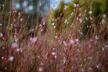 image with small and pink flowers from the park