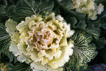 Colorful yellow blooming ornamental cabbage flower (cauliflower).