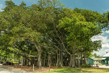 Edison and Ford Winter Estates Park Tree. Giant Tree in Fort Myers, Florida. USA