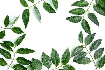 Medicinal neem leaf isolated on white background.