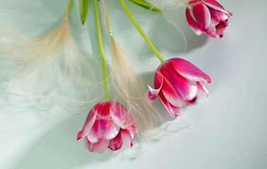 beautiful purple tulips close up