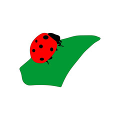 ladybug on green leaf in while  background 