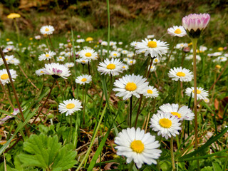 Obraz premium Close up of a newly opened white and pink daisies (Bellis perennis)