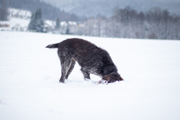 Bohemian wirehaired pointing griffon dog running through frozen and snowy fields with joy and enthusiasm puppy. Fetching. Finding scent trails