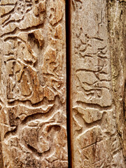 Insect bore holes in a tree trunk.