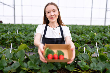 Biologist holding sample growth strawberries box smile portrait in plant nursery plantation