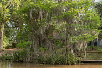 Honey Island Swamp Tour With Water and Tree in New Orleans, Louisiana