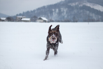 Bohemian wirehaired pointing griffon dog running through frozen and snowy fields with joy and enthusiasm puppy. Fetching. Finding scent trails