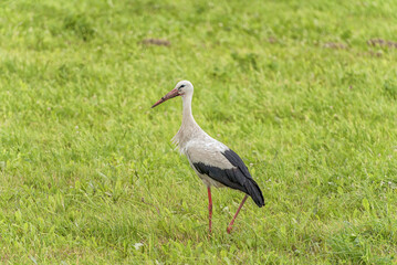 Stork is Walking on the grass in rural area. Green Grass in Background.