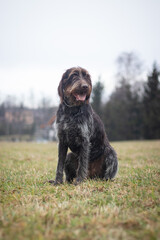Bohemian wirehaired pointing griffon dog sitting in the field with a smiling face, listening to his master and watching what is happening in the field. Portrait of a hunting dog