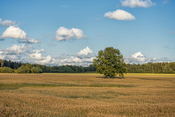 Fototapeta na wymiar Lonely Tree in field of Wheat. Forest in background.