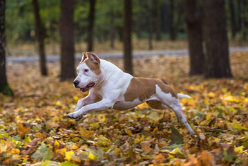 American Bulldog is Running on autumn Ground. Try To Catch a Ball.