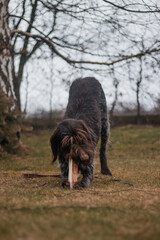 Bohemian wirehaired pointing griffon dog plays with wooden log and in the garden. Biting wood to sharpen teeth. The wildness of a hunting dog